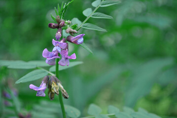 Sweet pea (Lathyrus odoratus) in the green soft bokeh background