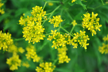 Yellow rape flowers close up detail on soft blurry green background