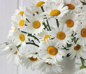 white daisies as a background a bouquet of flowers close up