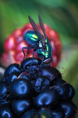 A metallic green blowfly feeds on a decaying blackberry