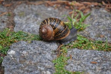 snail with brown house on cobblestones