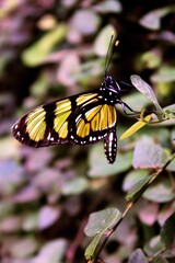 butterfly on a flower
