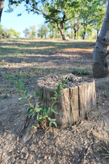 Fototapeta premium Tree stump in the forest or park. Forest ecology. Wildlife, wild life. Earth Day. Conservation, ecology, environment concept