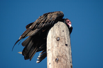 Snoozing Turkey Vulture