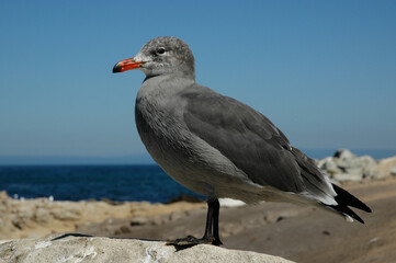 Heermann's Gull, California