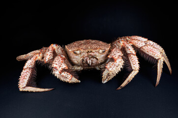 Boiled hairy or horsehair crab, selective focus