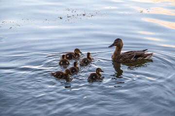 A family of ducks, a duck and its little ducklings are swimming in the water. The duck takes care of its newborn ducklings. Mallard, lat. Anas platyrhynchos