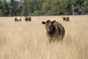 Beef cows and calfs grazing on grass in Australia. Eating hay and silage. breeds include speckled...