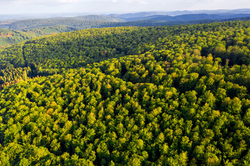 a forest landscape in the evening