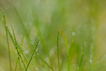 Abstract background with fresh green grass on the lawn in the morning. Defocused and beautiful bokeh.