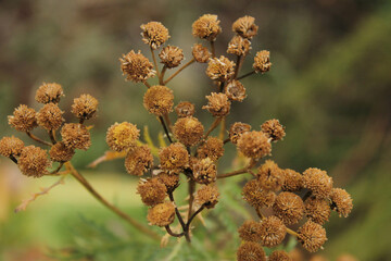 flowers in the forest