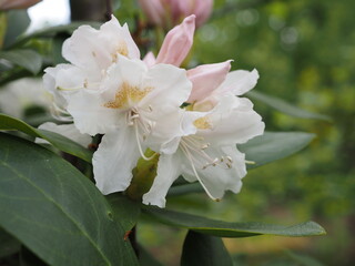 Wunderschöne Blüten an einem Apfelbaum im Frühling
