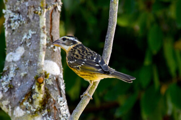 Cardinal Grosbeak Twig 01