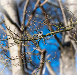 frost on branches