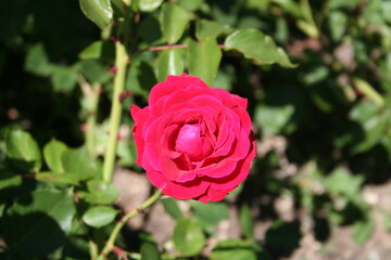 Rosa