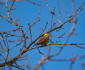 sparrow on a branch