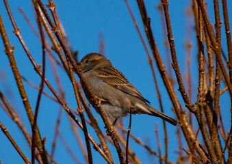 sparrow on a branch