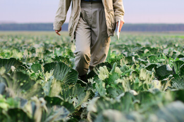 A farmer walks through a cabbage field. Gardening on an organic vegetable farm