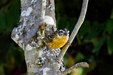 Cardinal Grosbeak Twig 07