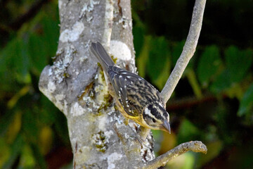 Cardinal Grosbeak Twig 08
