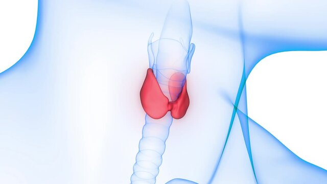 Human Body Glands Throid Gland Anatomy Animation Concept