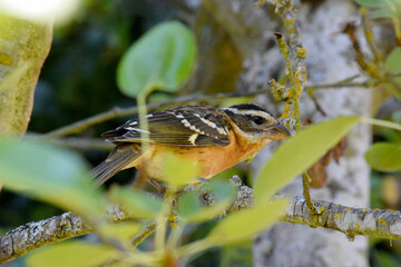 Leafy Grosbeak 01