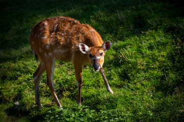 marsh antelope mammal in nature park