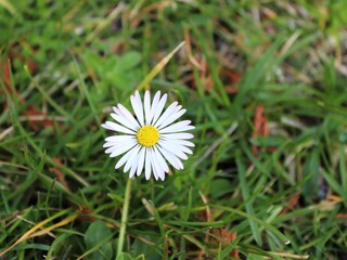 Gänseblümchen