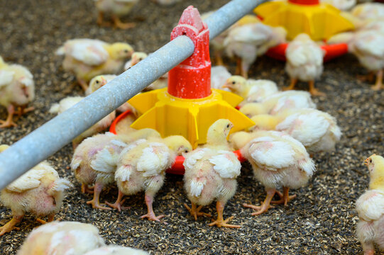 Young yellow chickens standing at the poultry farm and eating grain from the special feeder. Birds and agricultural business concept