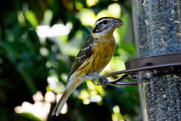 Grosbeak Cardinal Feeder 04