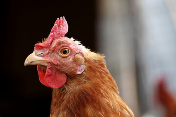 Portrait of brown hen, poultry concept. Chicken on the farm