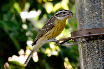 Grosbeak Cardinal Feeder 06