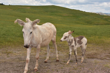 Foal and Mare Burros Standing Together in the Wild