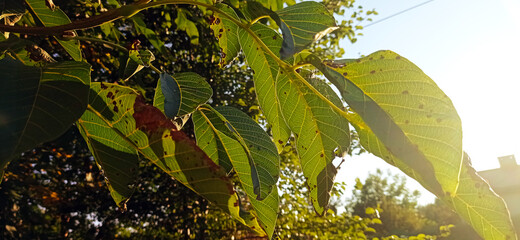 Zielona roślinność i zachód słońca którego promienie padają na liście drzewa