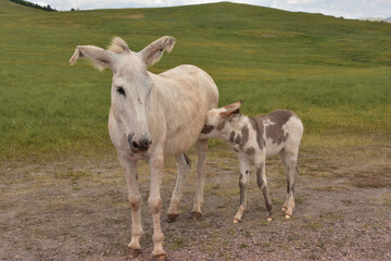 Baby Burro Nursing from It's Mother in a Field