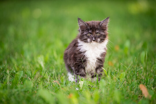 small fluffy playful gray Maine Coon kitten with white breast is walking on the green grass.