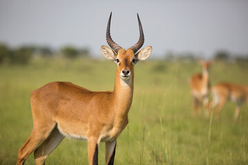 Ugandan kob antelope still in front of green landscape