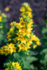 Yellow flowers in a flower garden