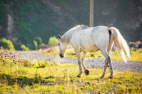 Beautiful white horse from the back on the green field