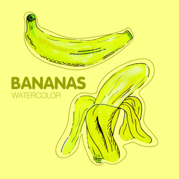 Watercolor bananas, vector illustration, yellow fruits, aquarelle natural fresh product