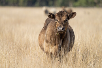 Stud beef cows and bulls grazing on green grass in Australia, breeds include speckled park, murray...