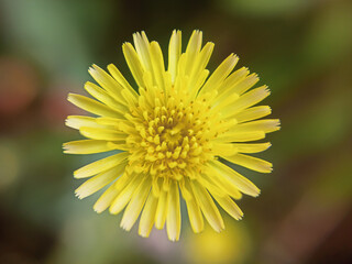 Closeup shot of a common yellow dandelion (Taraxacum officinale) on a blurred background