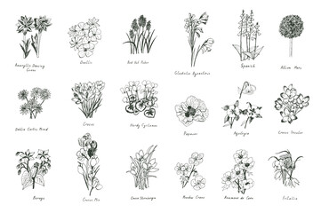 spring flowers line vector illustrations set - obrazy, fototapety, plakaty