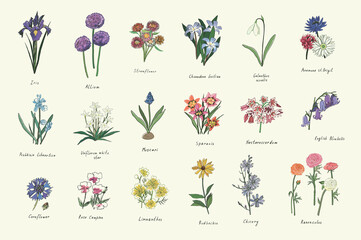 spring flowers vector color illustrations set - obrazy, fototapety, plakaty