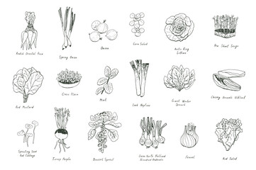 vegetables vector line illustrations set