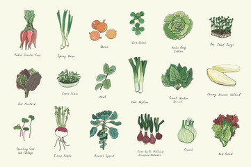 vegetables vector color illustrations set - 456061875