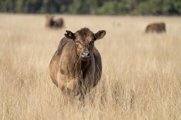 Beef cows and calfs grazing on grass in Australia. Eating hay and silage. breeds include speckled...