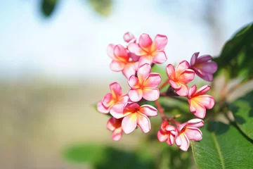 Fotobehang Closeup shot of plumeria flowers growing on the tree with blurred background © Neilstha Firman/Wirestock