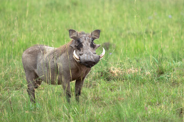 Warthog, Phacochoerus africanus