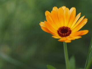 Calendula officinalis, die Ringelblume kommt in verschiedenen Farben und Formen vor